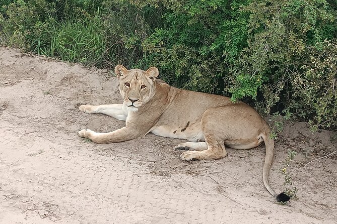 Safari Game Drive in Zambezi National Park - Practical Tips So You Don’t Miss the Moment