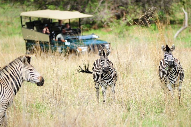 Safari Game Drive in Zambezi National Park with Hotel Pickup - Price and value for $100, what you are really paying for