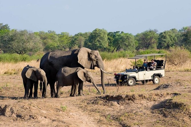 Safari Game Drive in Zambezi National Park with Hotel Pickup - Morning drive vs afternoon drive, food and drinks you’ll actually notice
