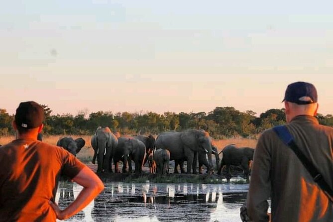 Safari Game Drive in Zambezi National Park - Wildlife Sightings, The Honest Version