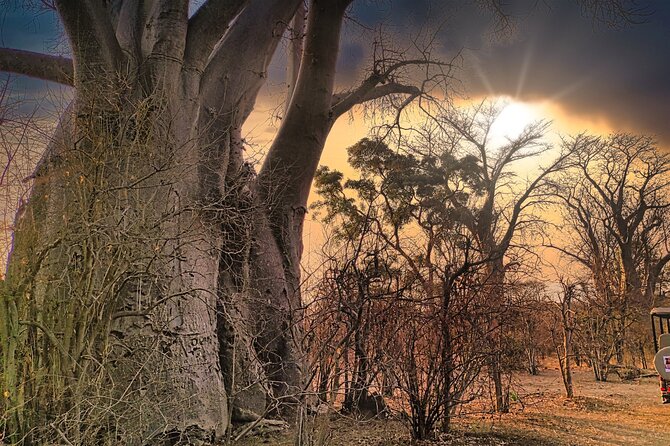Safari in Victoria Falls and Zambezi National Park - What You Can Expect to See in Chamabondo and Zambezi