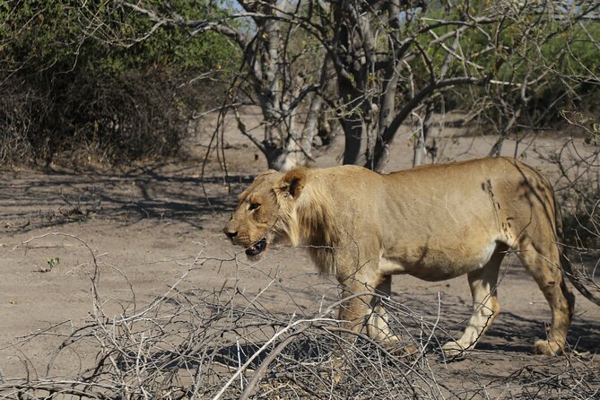 Small Group: Zambezi National Park Guided Game Drive - Where Zambezi National Park Fits in Your Victoria Falls Day