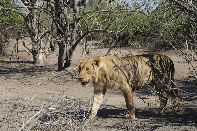 Small Group: Zambezi National Park Guided Game Drive - Stop in Zambezi National Park: What Your Guide Will Do
