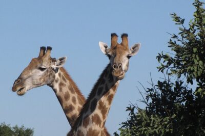 Small Group: Zambezi National Park Guided Game Drive
