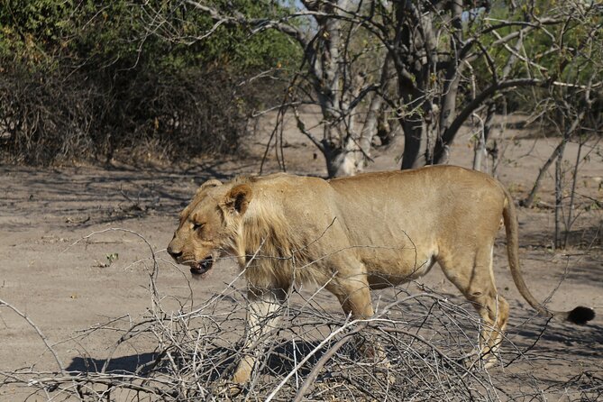 Small Group: Zambezi National Park Guided Game Drive - Price and Value: Is $120 Worth It?