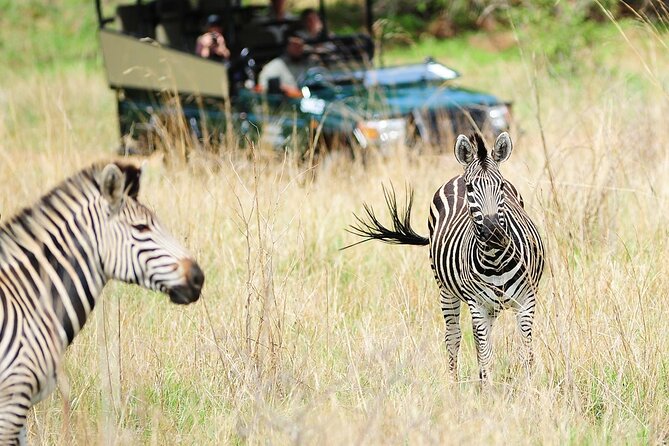 Small Group: Zambezi National Park Guided Game Drive - What to Pack and How to Prepare (Practical Tips)
