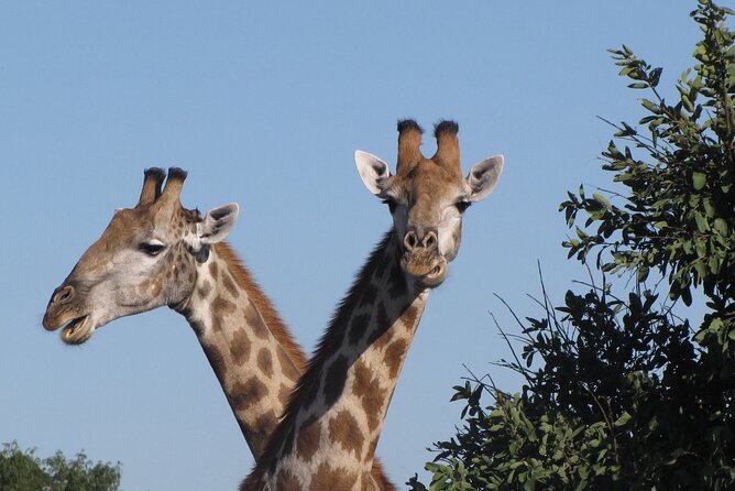 Small Group: Zambezi National Park Guided Game Drive - Getting There Quickly: The Short Ride Out of Victoria Falls