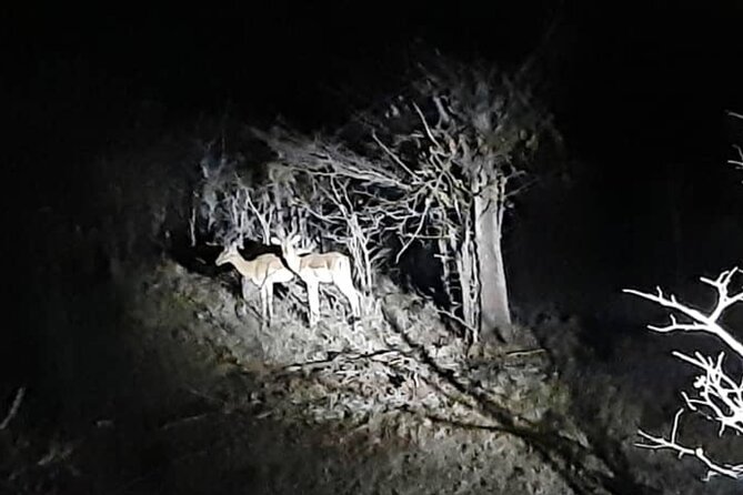 Stargazing and Moonlight Experience - Moonlight stargazing near Victoria Falls, and why it feels calmer
