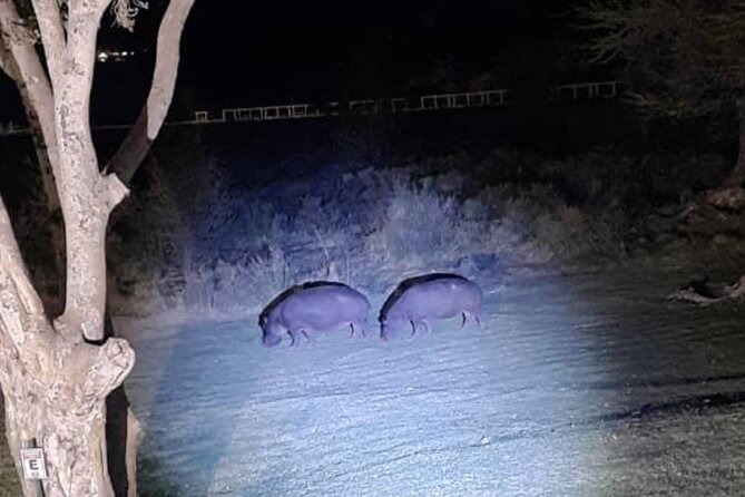 Stargazing and Moonlight Experience - The bush-quiet route, wildlife odds, and how the flashlight helps