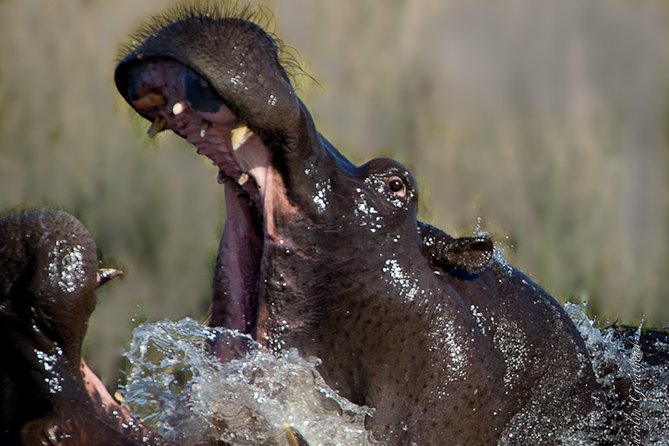 Sundowner Cruise on Zambezi River (Zimbabwe) - Price and value: does $55 feel fair for this sunset cruise?