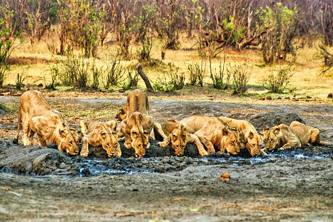 Unique Safari Game Drives in Zambezi National Park, 4 Options - Morning Starts vs Afternoon Starts, Which One Fits Your Day?