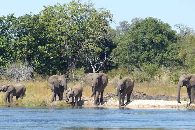 Upper Zambezi Canoeing - Upper Zambezi Canoeing: A Different Kind of Safari Morning