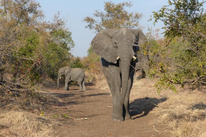 Upper Zambezi Canoeing - Paddling the Upper Zambezi Channels: How the Wildlife Odds Play Out