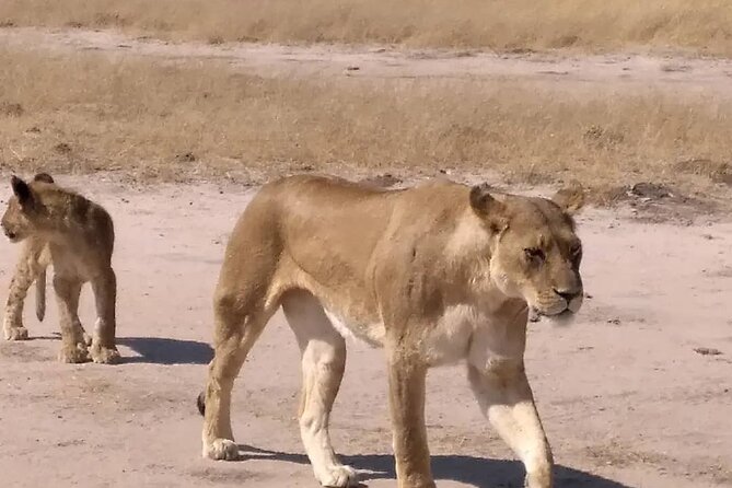 Victoria Falls And Chobe - Chobe National Park: how to survive and enjoy a full day out