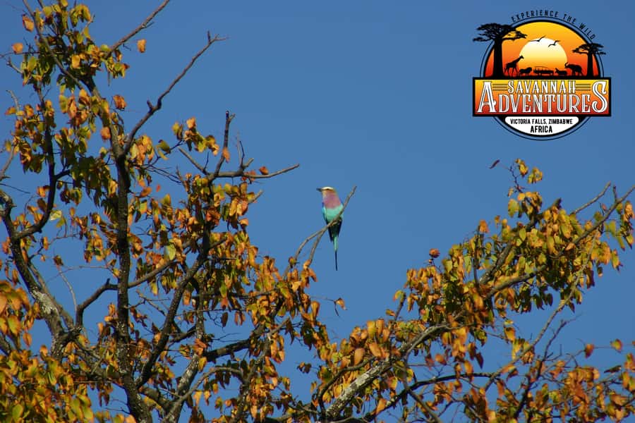 Victoria Falls: Baobab Safari - Sunrise and Mid Morning - The Zambezi gorge viewpoint stop, and why it is a highlight