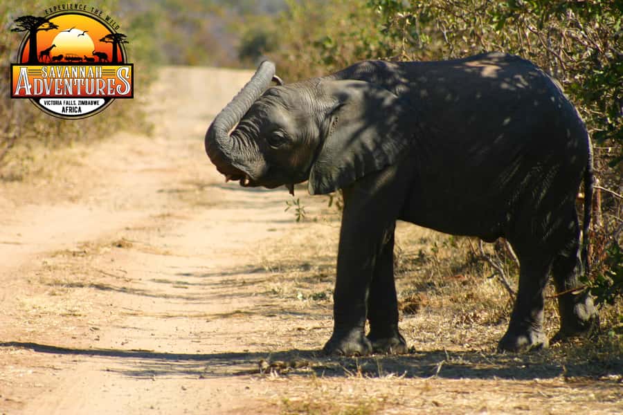Victoria Falls: Baobab Safari - Sunrise and Mid Morning - Weather, gear, and comfort on a safari jeep morning
