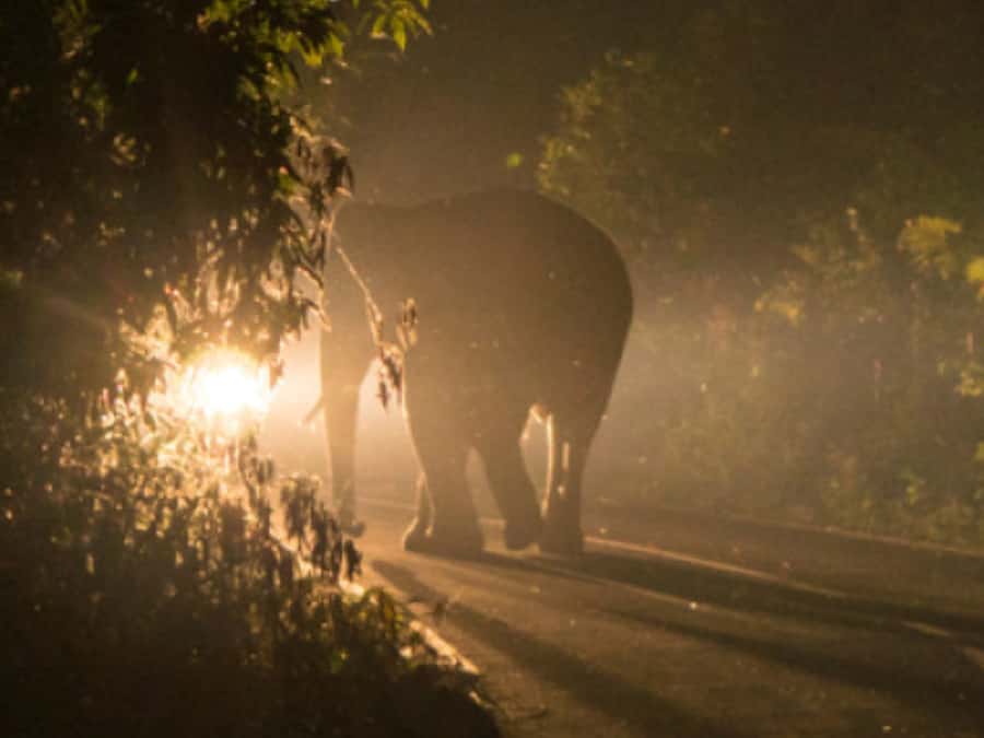 Victoria Falls: Bush Experience and Stargazing D-F-ES-GB - Should you book Victoria Falls Bush Experience and Stargazing?