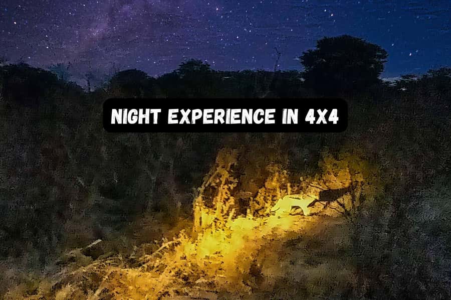 Victoria Falls: Bush Experience and Stargazing D-F-ES-GB - The 4x4 scenic drive and wildlife viewing rhythm