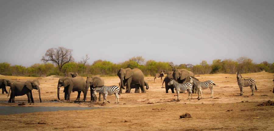 Victoria Falls: Chobe National Park Day Trip with Lunch - From Victoria Falls to Chobe: Why This Day Trip Works So Well