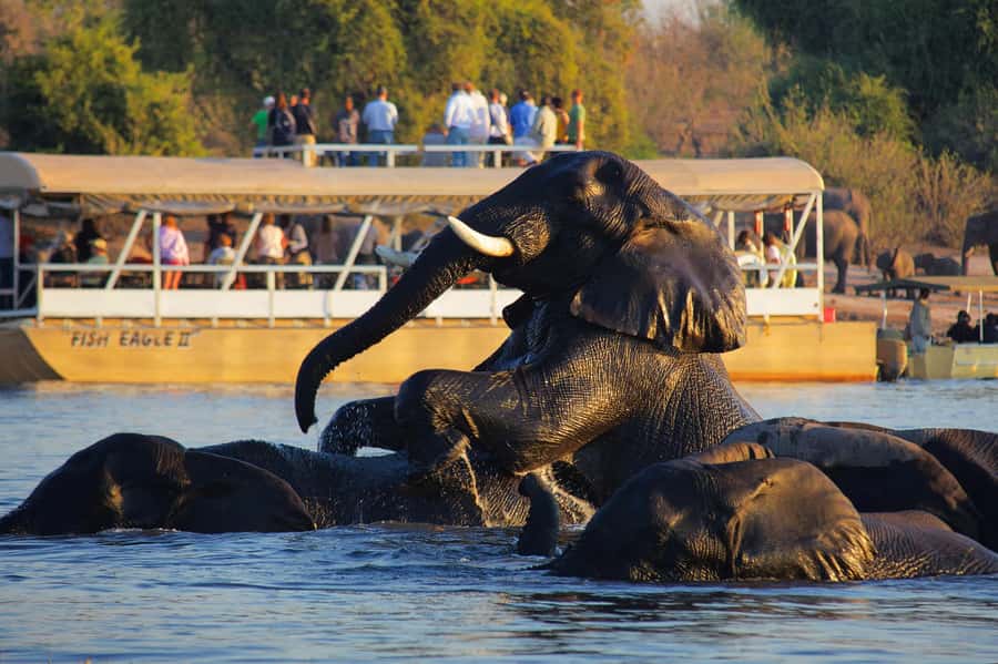 Victoria Falls: Chobe National Park Day Trip with Lunch - Lodge Lunch at Chobe Safari Lodge or Chobe Marina Lodge
