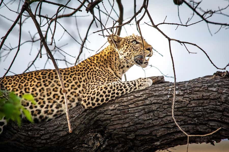 Victoria Falls: Chobe National Park Day Trip with Lunch - Price and Value: What USD 170 Really Buys You