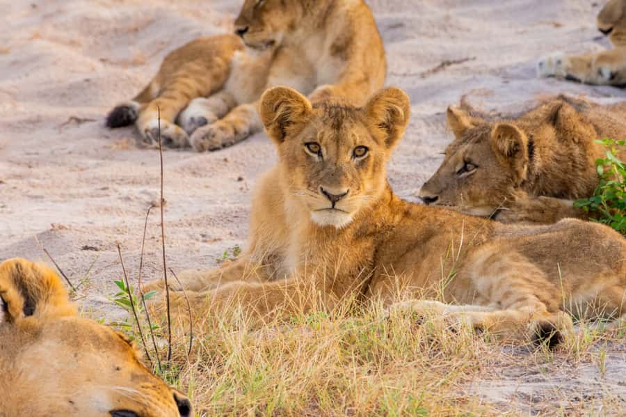 Victoria Falls: Chobe National Park Day Trip with Lunch - Who This Day Trip Suits (and Who Might Want a Longer Safari)