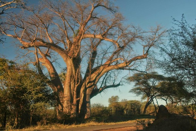 Victoria falls Day Trip in Zimbabwe from Livingstone (Zambia) - Price and Value: What $70 Gets You (and What It Does Not)