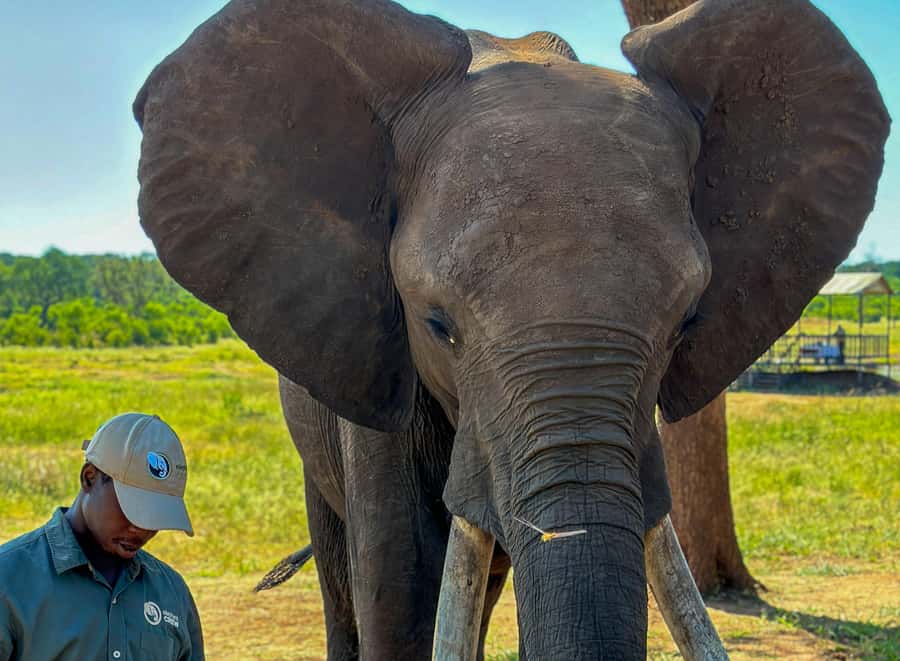 Victoria Falls: Elecrew Through The Eyes Of An Elephant - Key things to know before you go