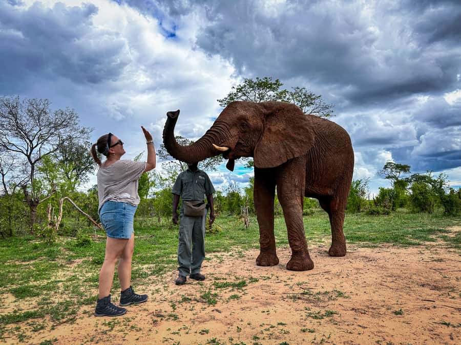 Victoria Falls: Elecrew Through The Eyes Of An Elephant - Why This Elephant Encounter Feels Like Conservation, Not a Show