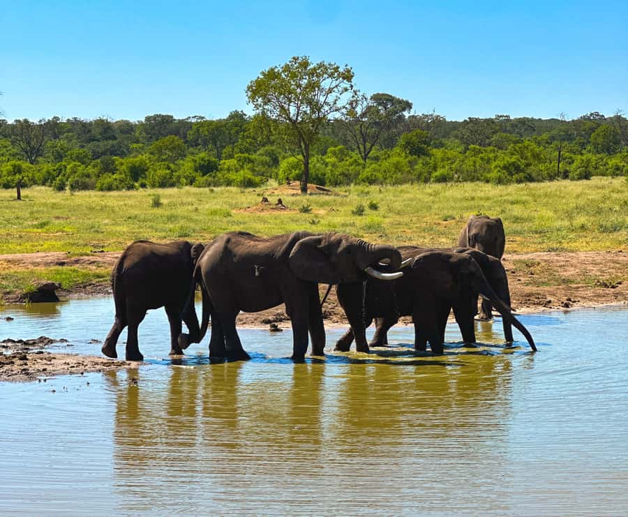 Victoria Falls: Elecrew Through The Eyes Of An Elephant - TTEOE Interactive Presentation: How Elephants May See, Hear, Smell, and Feel