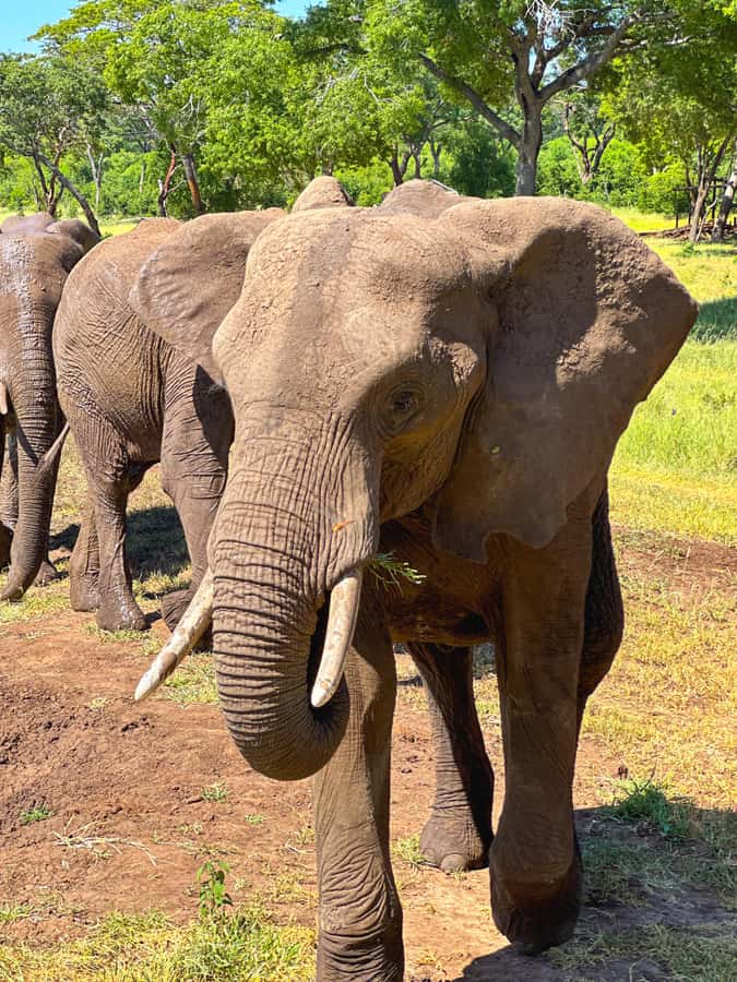 Victoria Falls: Elecrew Through The Eyes Of An Elephant - Ambassador Herd Encounter: Close, Respectful, and Focused