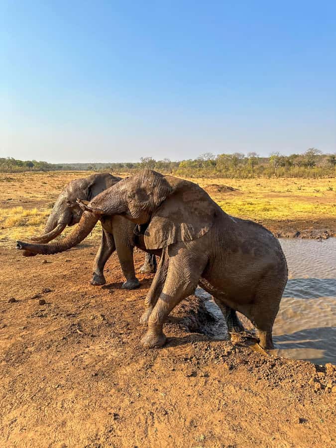 Victoria Falls: Elecrew Through The Eyes Of An Elephant - How EleCREW’s Coexistence Work Translates Into Real Impact
