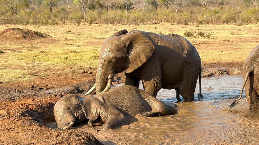Victoria Falls: Elecrew Through The Eyes Of An Elephant - Price and Value: What $148 Gets You, and What It Doesn’t