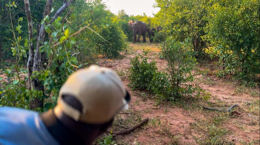Victoria Falls: Game Walk in the Zambezi National Park - Why a Victoria Falls Walking Safari in Zambezi National Park Feels Different