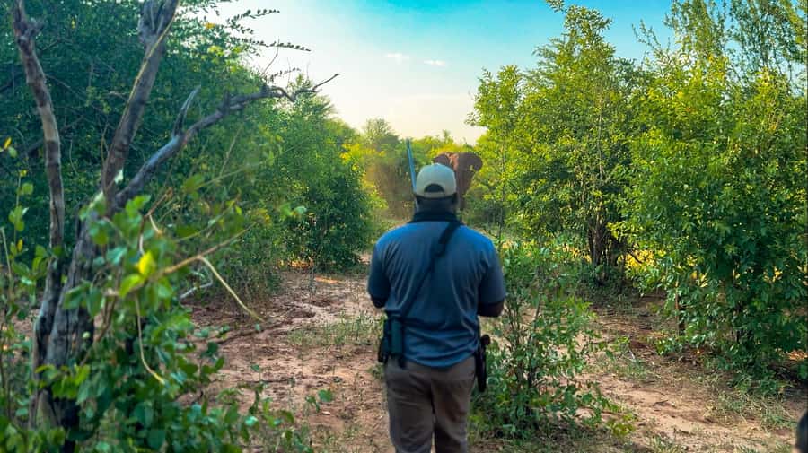 Victoria Falls: Game Walk in the Zambezi National Park - Getting to the Park: Transfers, Jeep Time, and Where the Day Starts