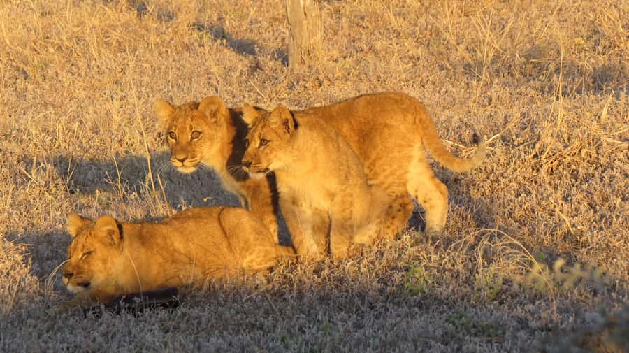 Victoria Falls: Hwange National Park Full-Day Safari - Why Hwange is the right day-trip target from Victoria Falls