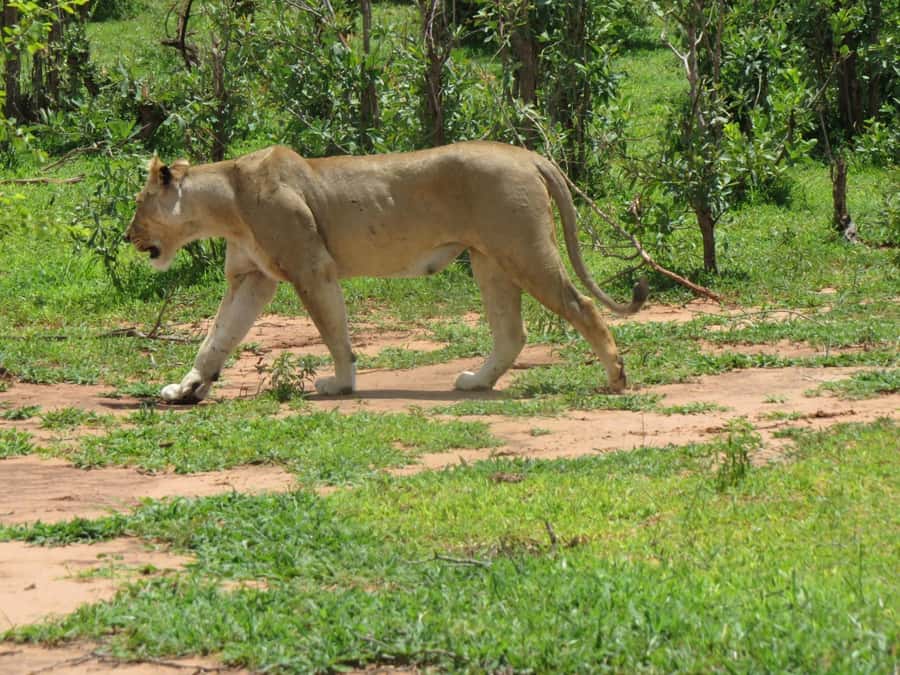 Victoria Falls: Hwange National Park Full-Day Safari - The 5:30 am pickup, transfers, and the road reality