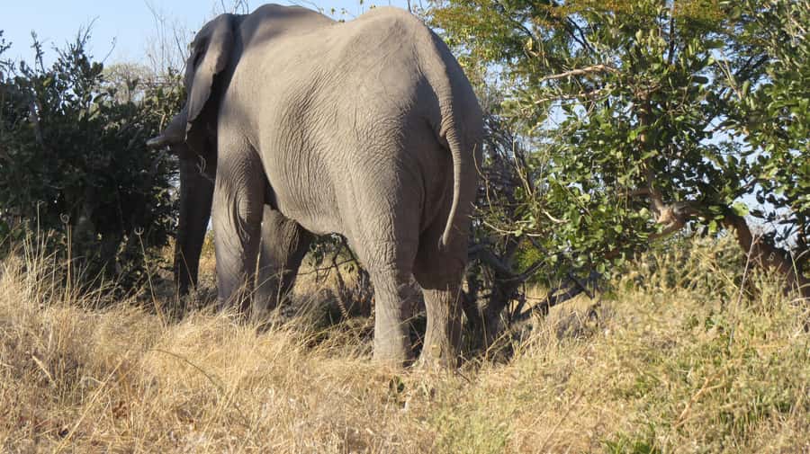 Victoria Falls: Hwange National Park Full-Day Safari - First game drive block: elephants, lions, and a lot of bird time