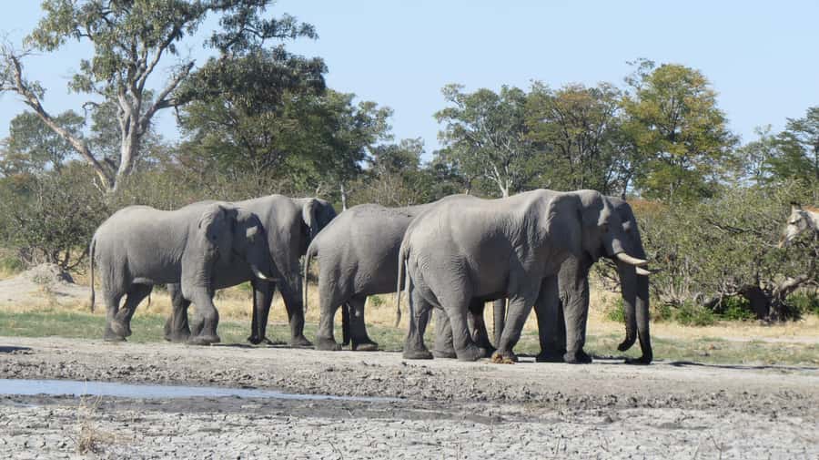 Victoria Falls: Hwange National Park Full-Day Safari - Lunch inside the park: fueling up without killing the momentum