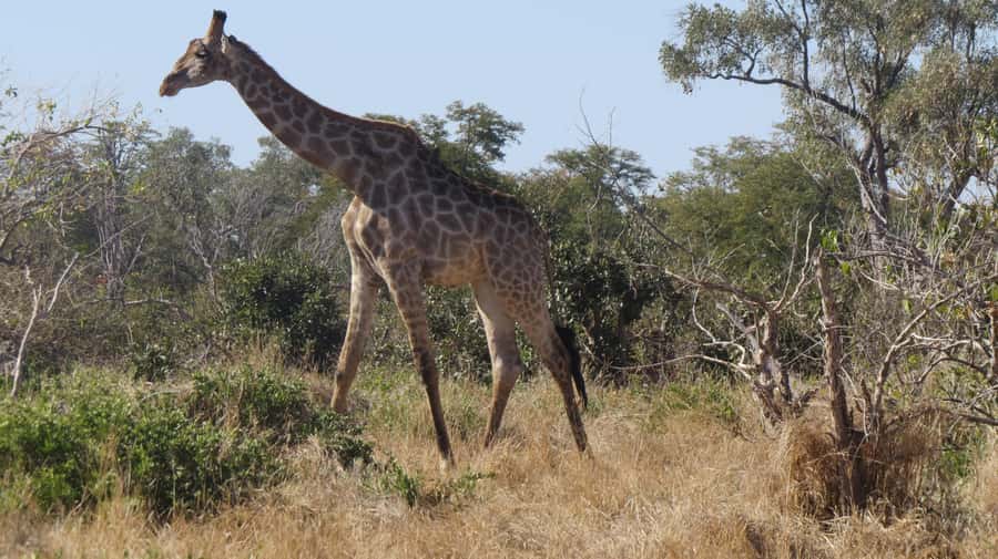 Victoria Falls: Hwange National Park Full-Day Safari - Price and value: what $300 buys you in real terms