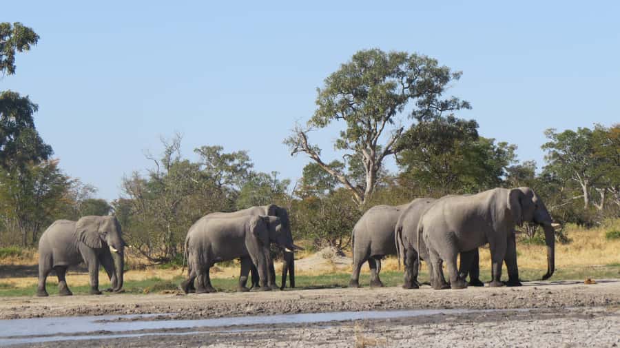 Victoria Falls: Hwange National Park Full-Day Safari - What to bring for Hwange, and what to leave behind