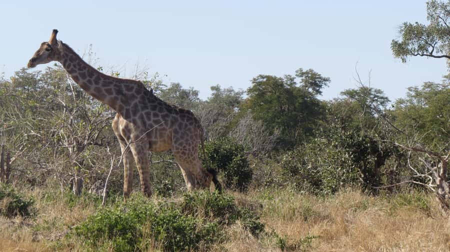 Victoria Falls: Hwange National Park Full-Day Safari - Who this safari is for, and who should skip it