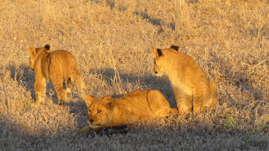Victoria Falls: Hwange National Park Full-Day Safari - Safety briefing, open-vehicle game drives, and how to get good sightings