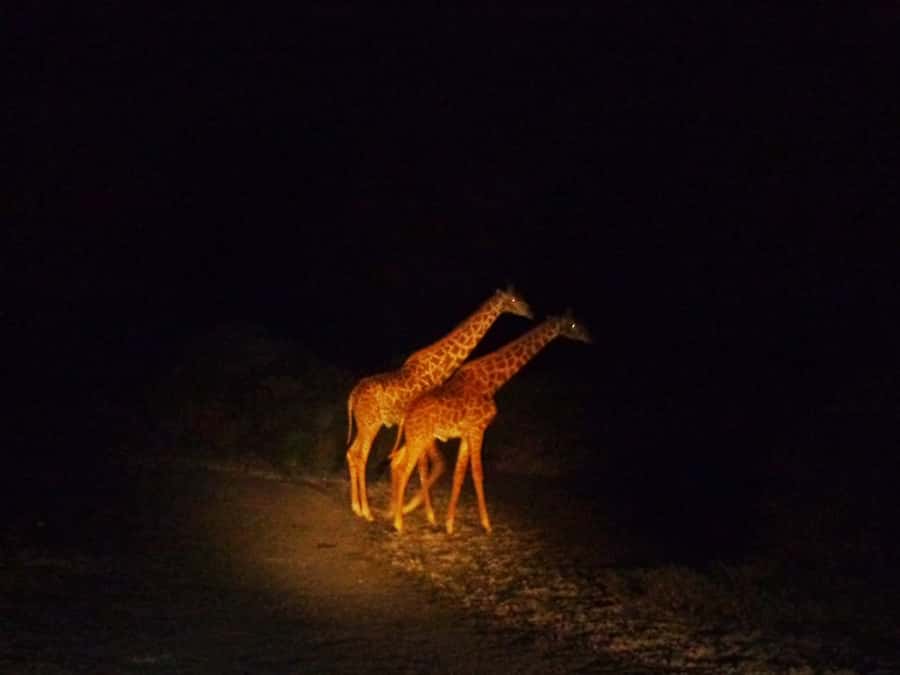 Victoria Falls: Night Game Drive and 3-Course Bush Dinner - Key highlights to know before you go