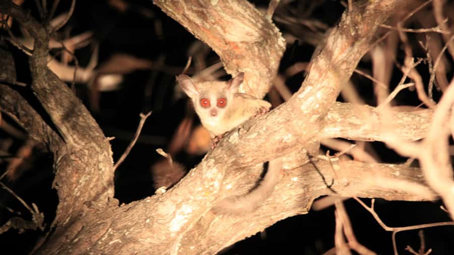 Victoria Falls: Night Game Drive and 3-Course Bush Dinner - Entering the night: what makes this Victoria Falls safari special