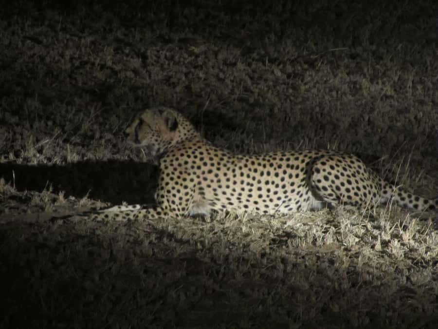 Victoria Falls: Night Game Drive and 3-Course Bush Dinner - Late afternoon game drive: where your first sightings can happen