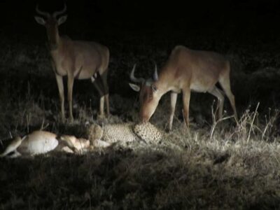 Night Game Drive and 3-Course Bush Dinner