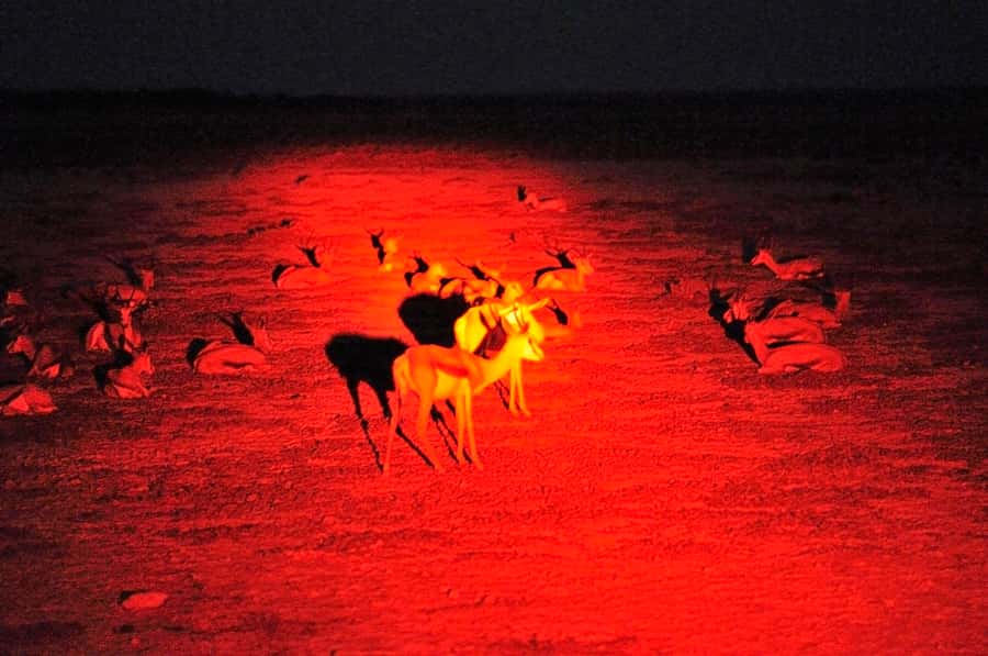 Victoria Falls: Night Game Drive and 3-Course Bush Dinner - Practical notes that can make or break the experience