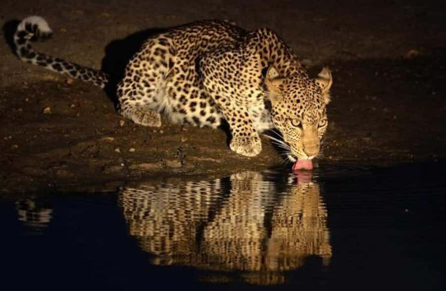Victoria falls: Night Game Drive with 3-Course Bush Dinner - What Makes It Special, and Why It Costs What It Costs