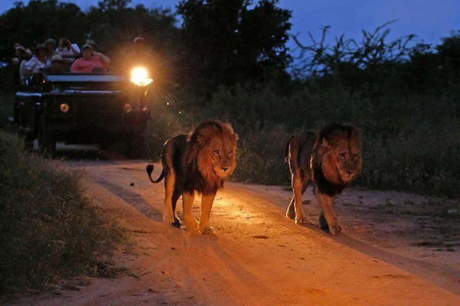 Victoria falls: Night Game Drive with 3-Course Bush Dinner - Key Highlights to Know Before You Go